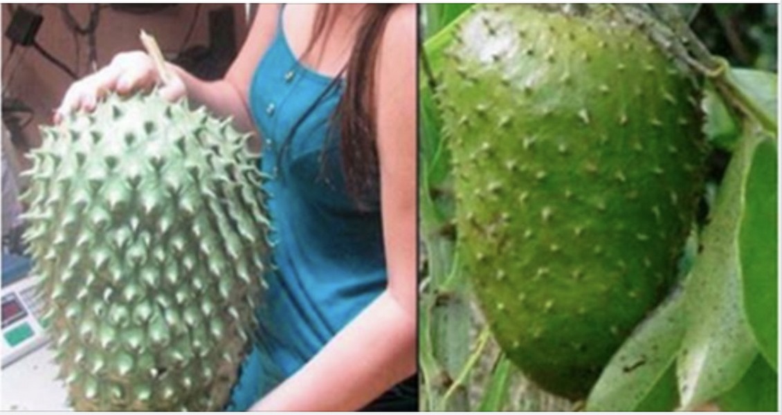 Hoy Te Mostramos La Manera Correcta En La Que Debes De Preparar Y Usar